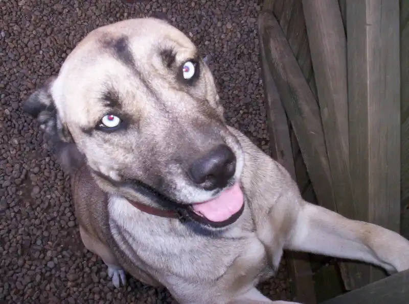photo of ashley the dog